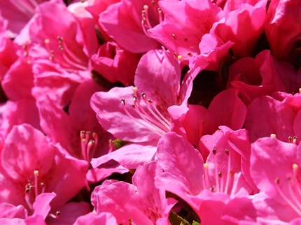 Majski rododendroni v Arboretumu Volčji Potok