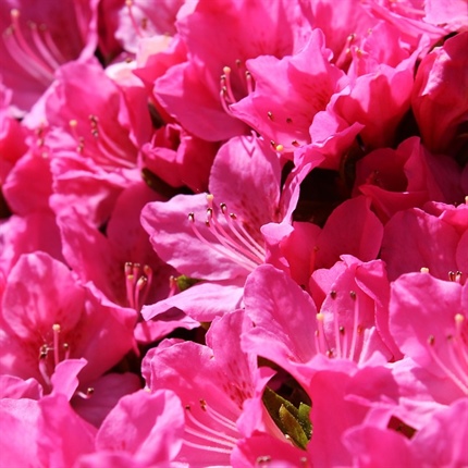 Majski rododendroni v Arboretumu Volčji Potok