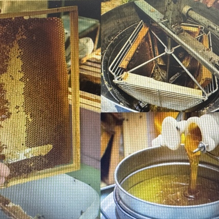 Čebelarjem se smeji. Panji so polni, med dobro teče.