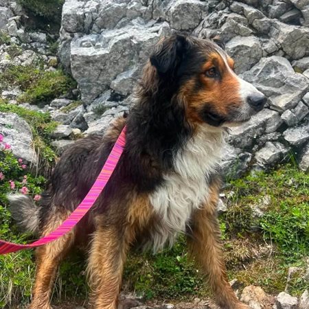 S skalne police na Raduhi psa rešil gorski reševalec Andrej Jež
